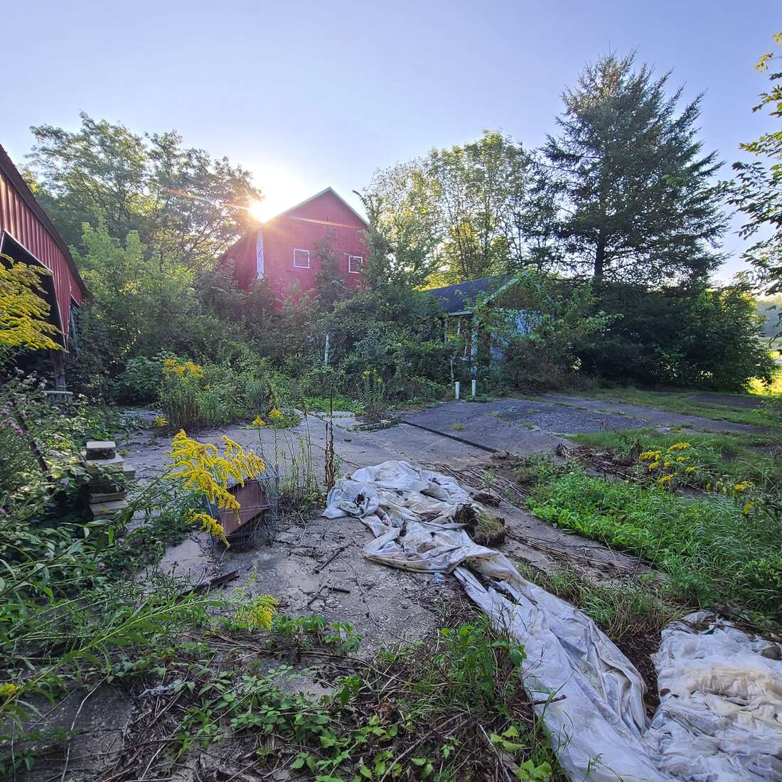 Farmyard overgrown with tall weeds and goldenrod, with an old tarp on the ground, before cleanup